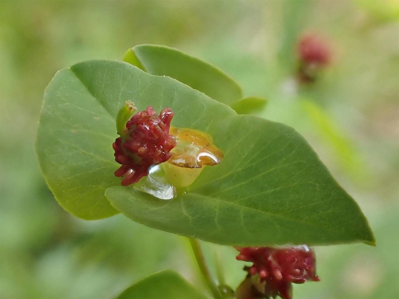 Euphorbia dulcis fruit