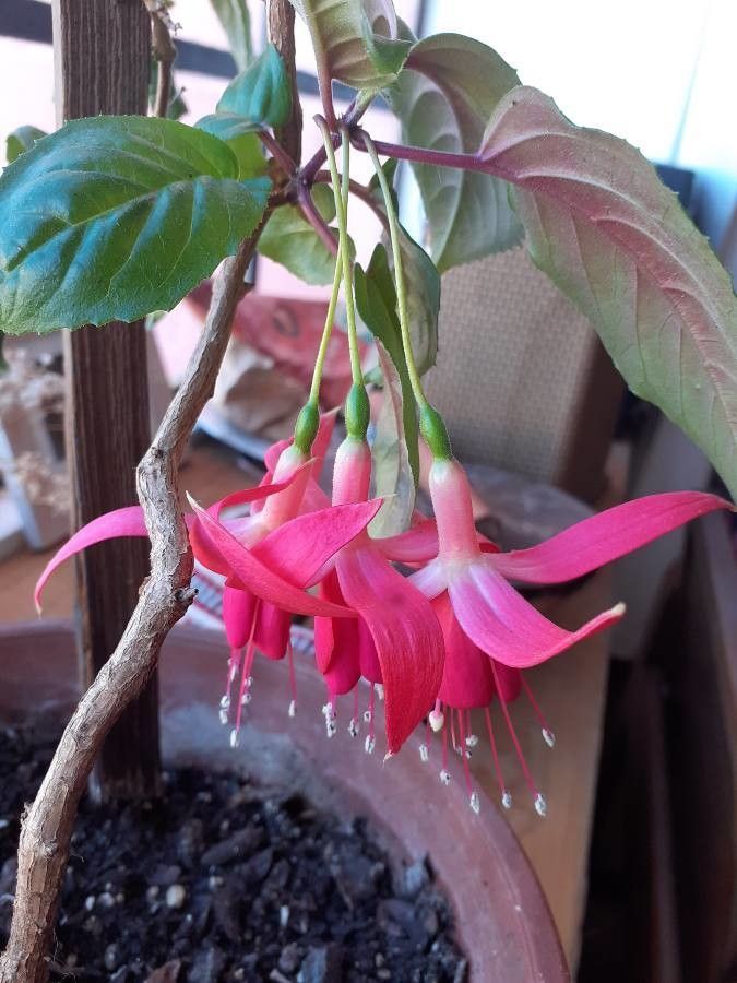 Fuchsia lycioides flower