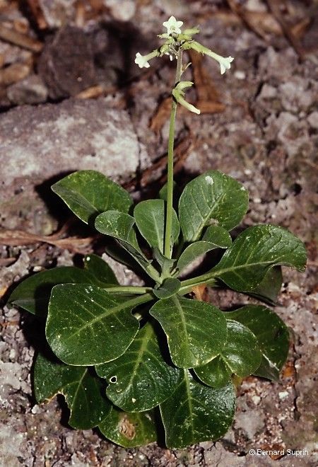Nicotiana fragrans habit