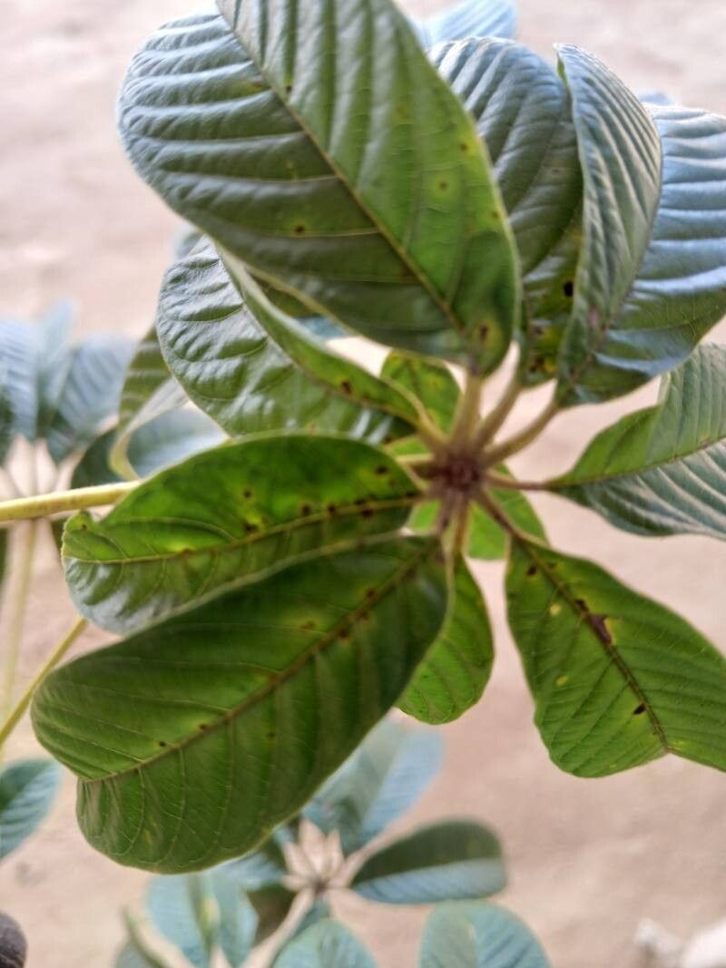 Vitex rivularis leaf