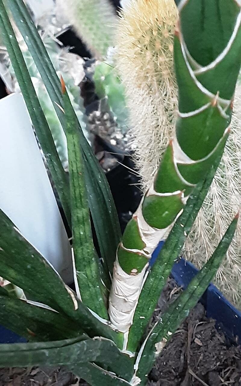 Dracaena francisii bark