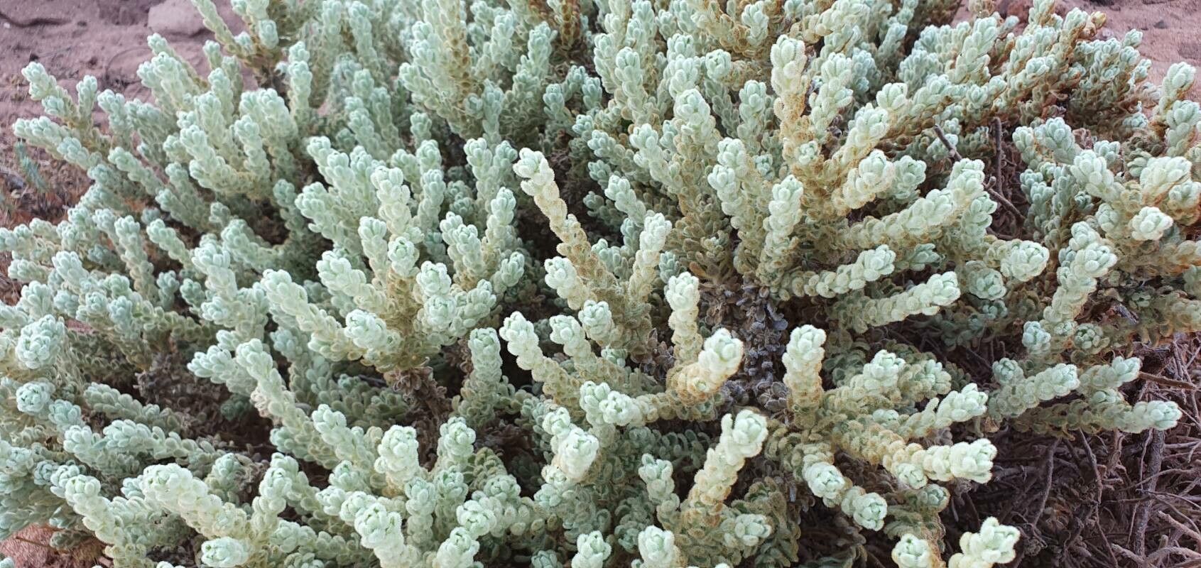 Thymelaea velutina — houseplant care guide