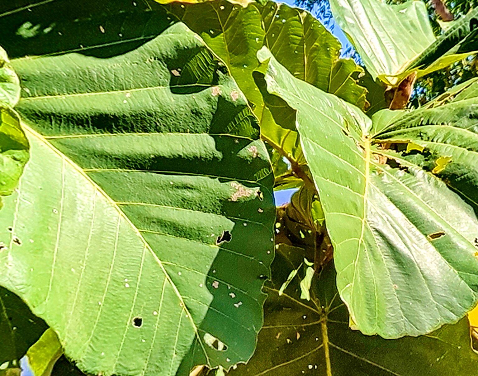 Dipterocarpus tuberculatus — search result for 'Dipterocarpus'