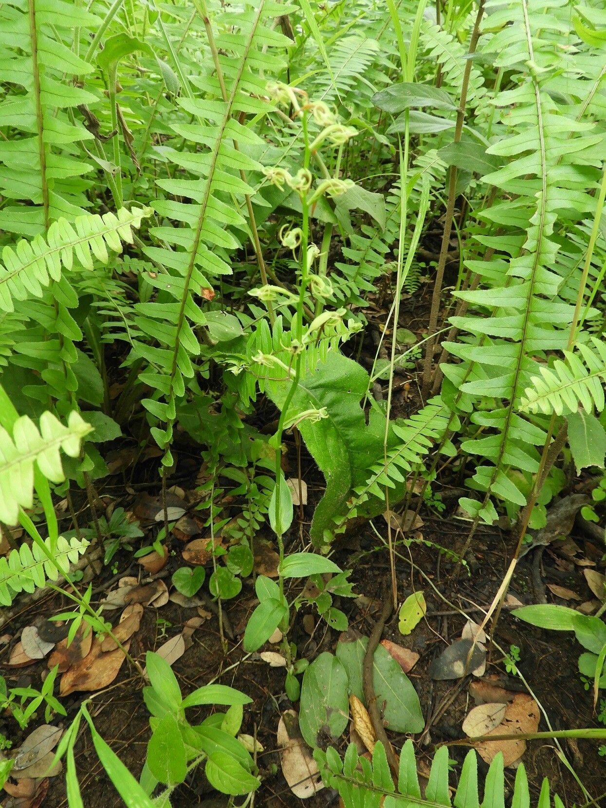 Habenaria supplicans habit