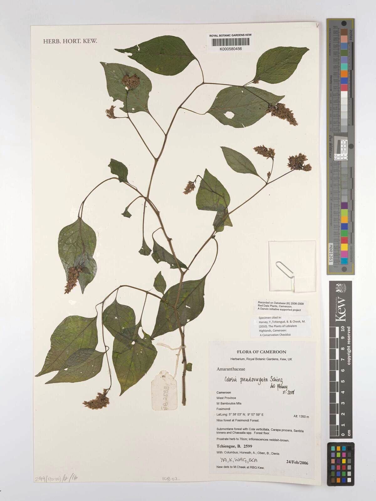 Celosia pseudovirgata — houseplant care guide