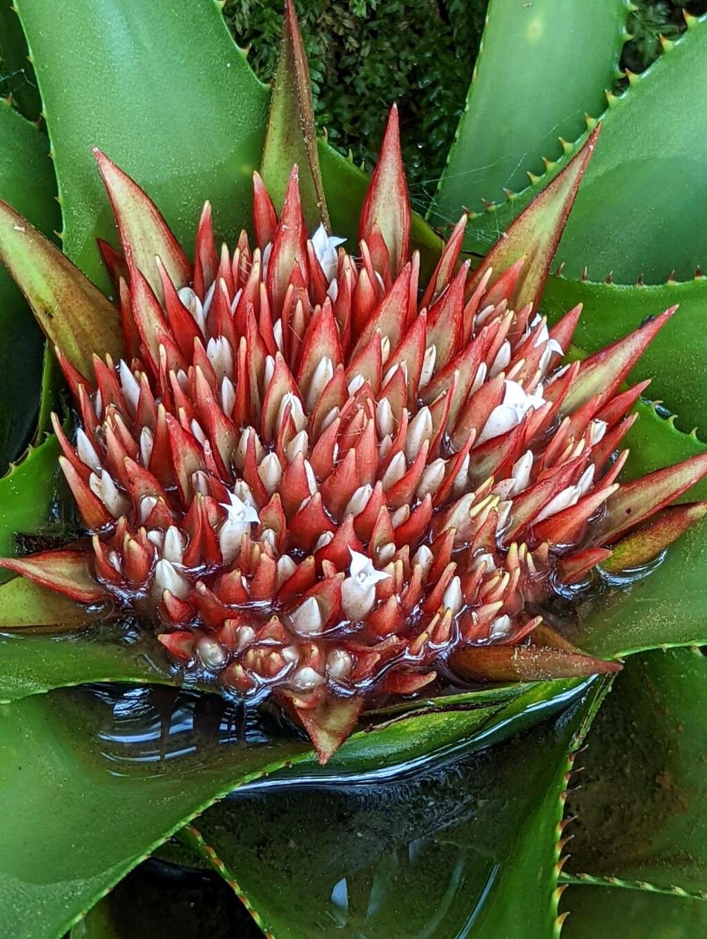 Nidularium amazonicum flower