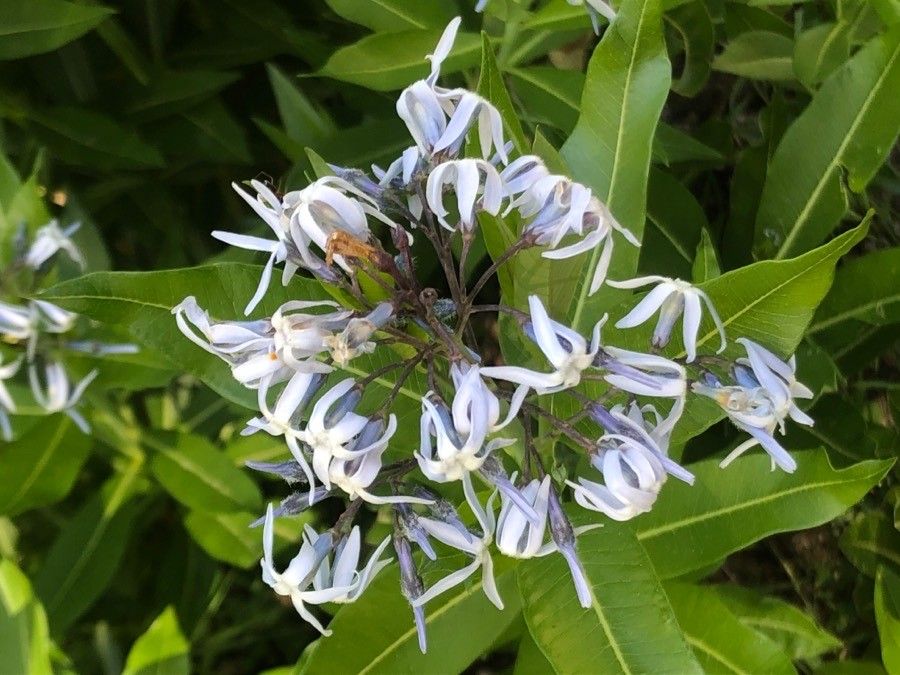 Amsonia orientalis flower