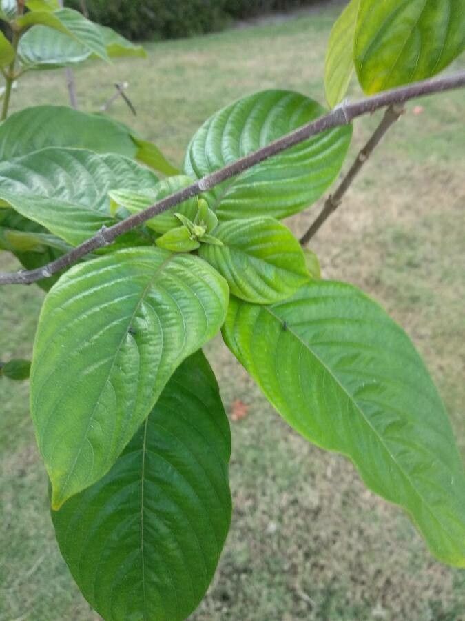 Mussaenda philippica