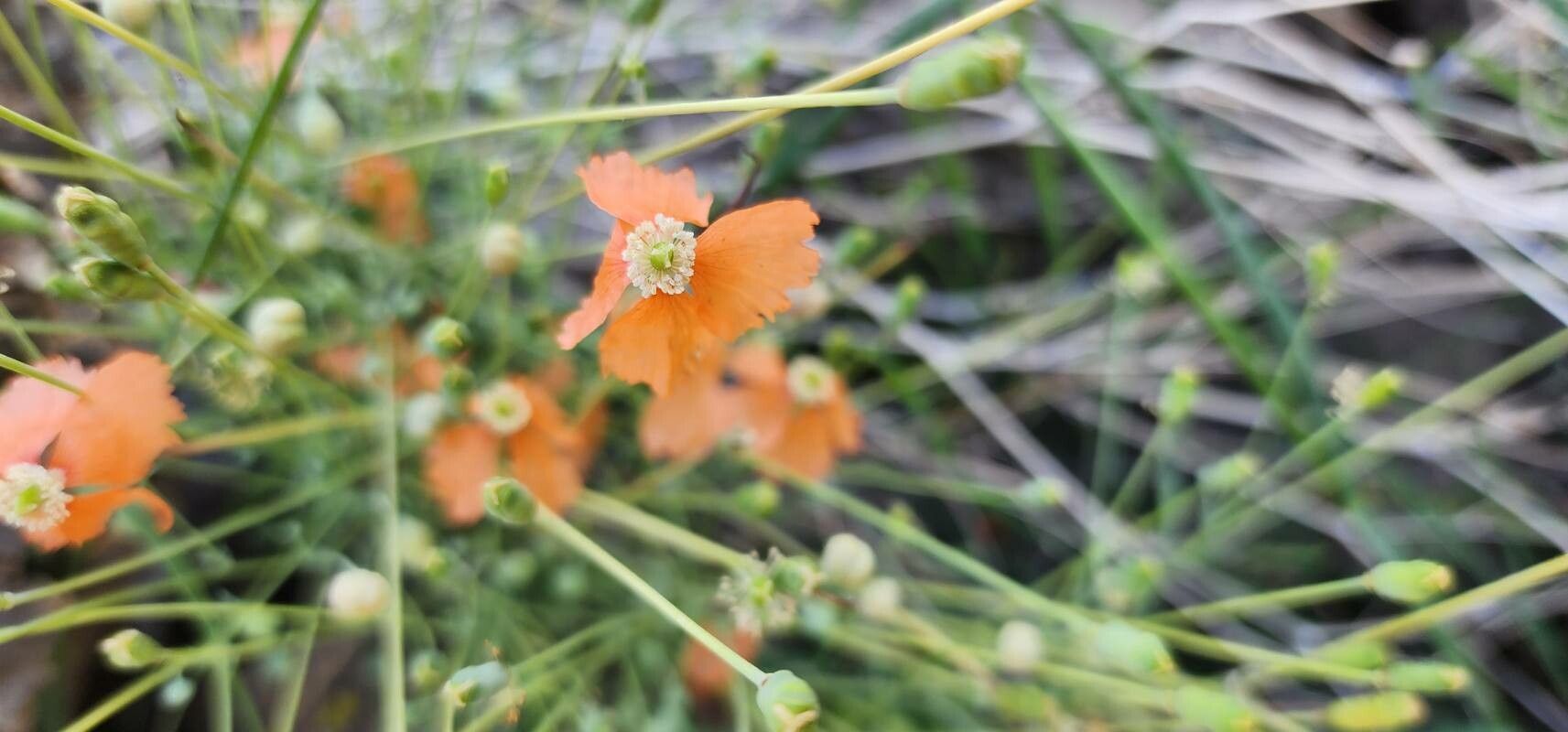 Papaver armeniacum flower