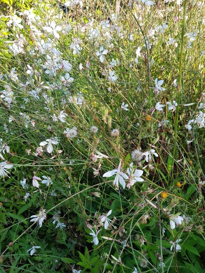 Oenothera gaura fruit