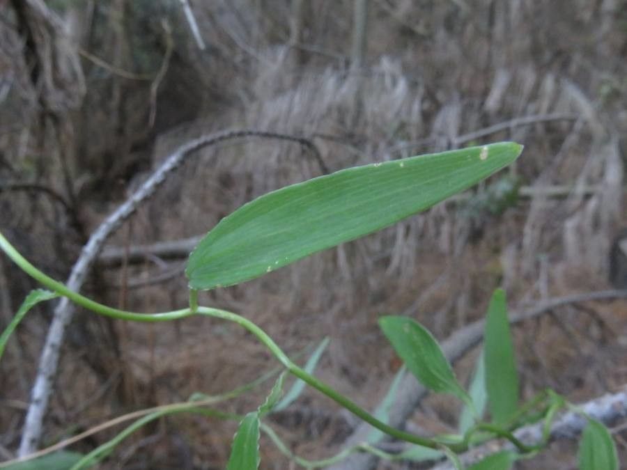 Bomarea salsilla — search result for 'Bomarea'