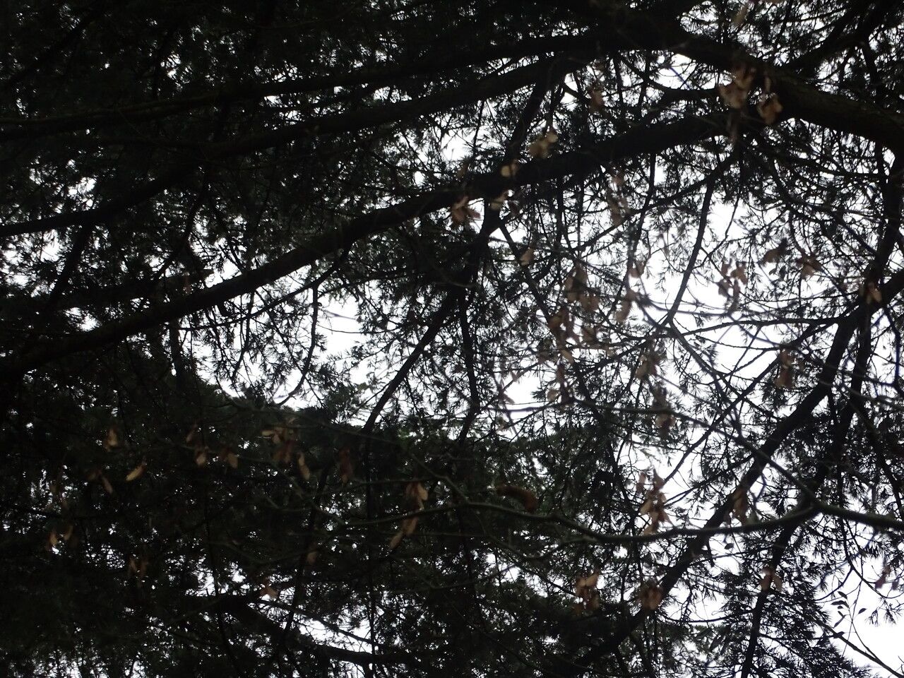 Acer oliverianum fruit