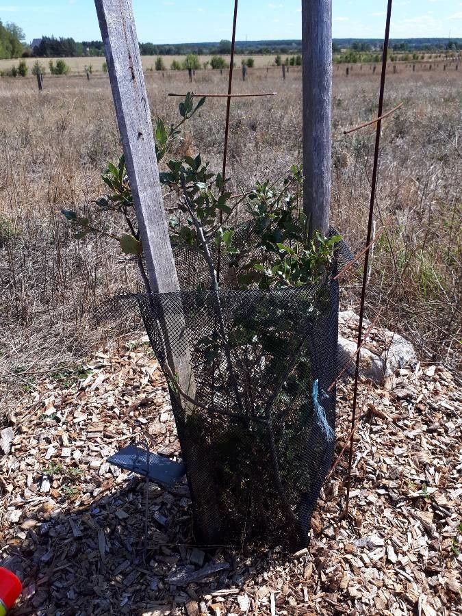 Quercus pungens habit