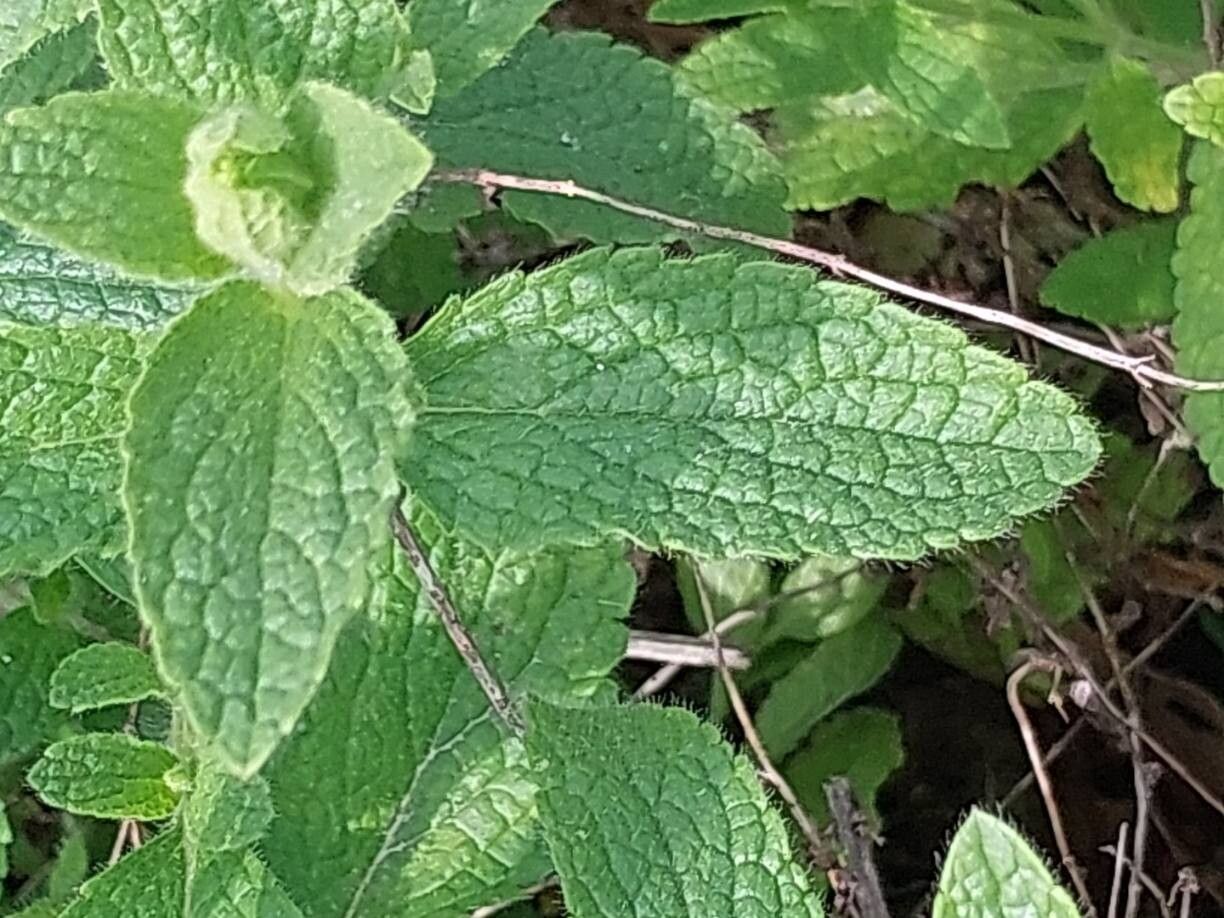 Stachys menthifolia — search result for 'Stachys'