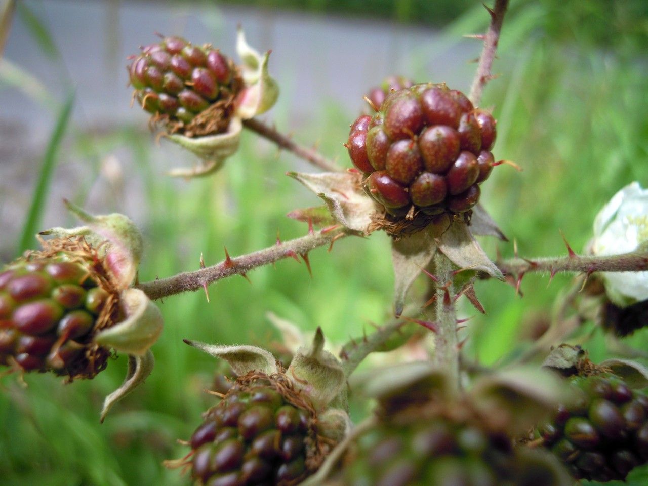 Rubus mucronatiformis fruit