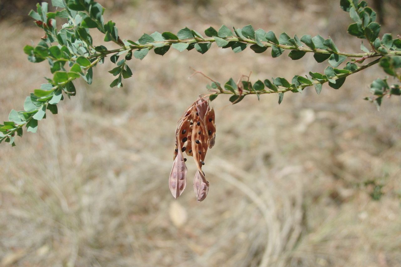 Acacia pravissima fruit