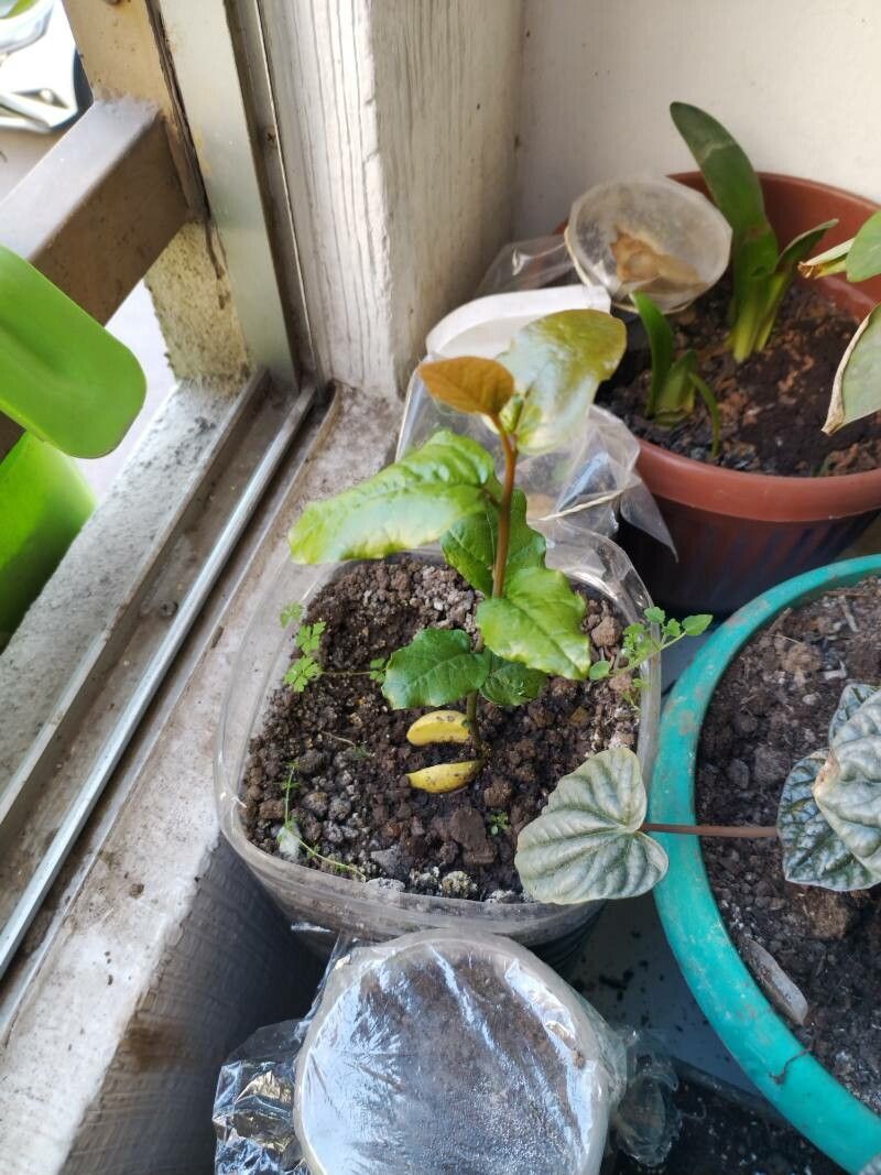 Beilschmiedia miersii leaf