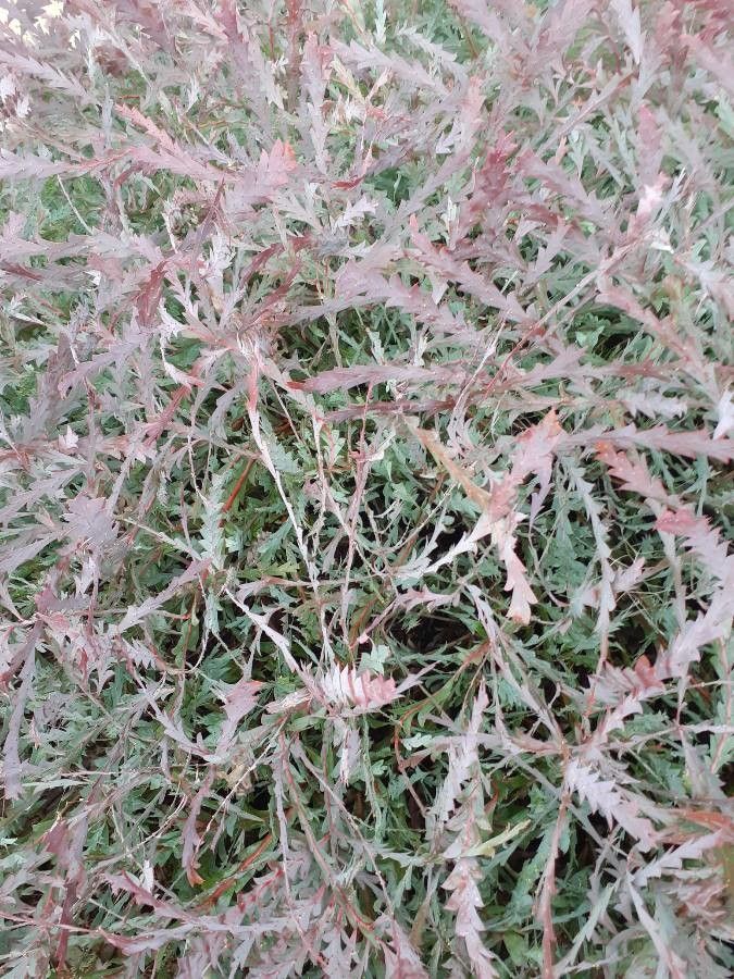 Acacia glaucoptera leaf