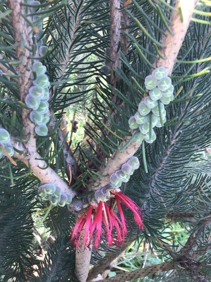 Calothamnus quadrifidus flower