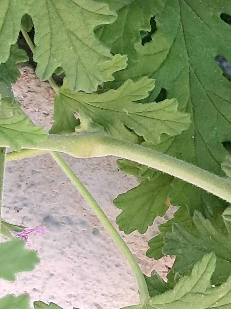 Pelargonium × asperum bark