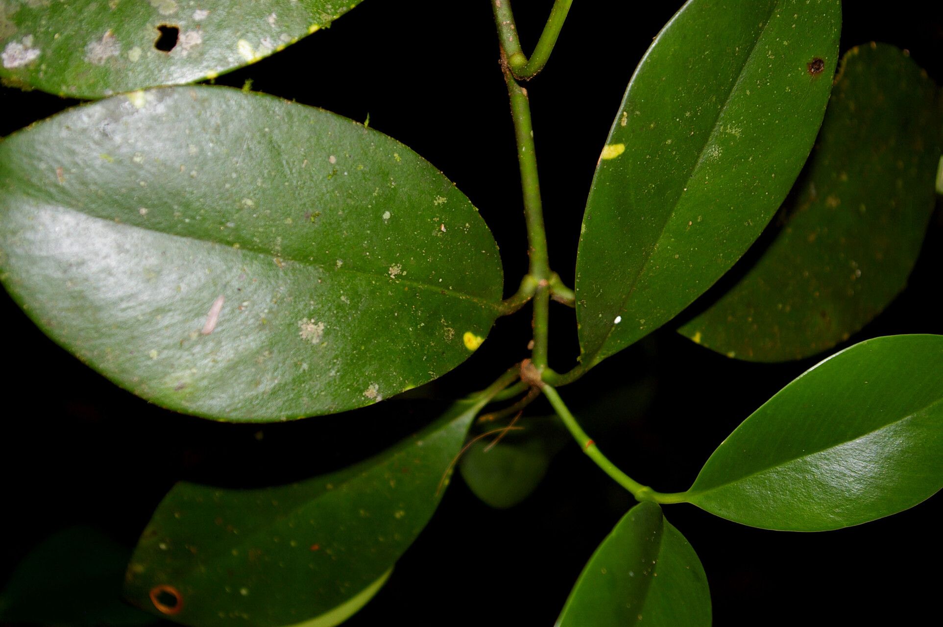 Clusia gracilis — search result for 'Clusia'