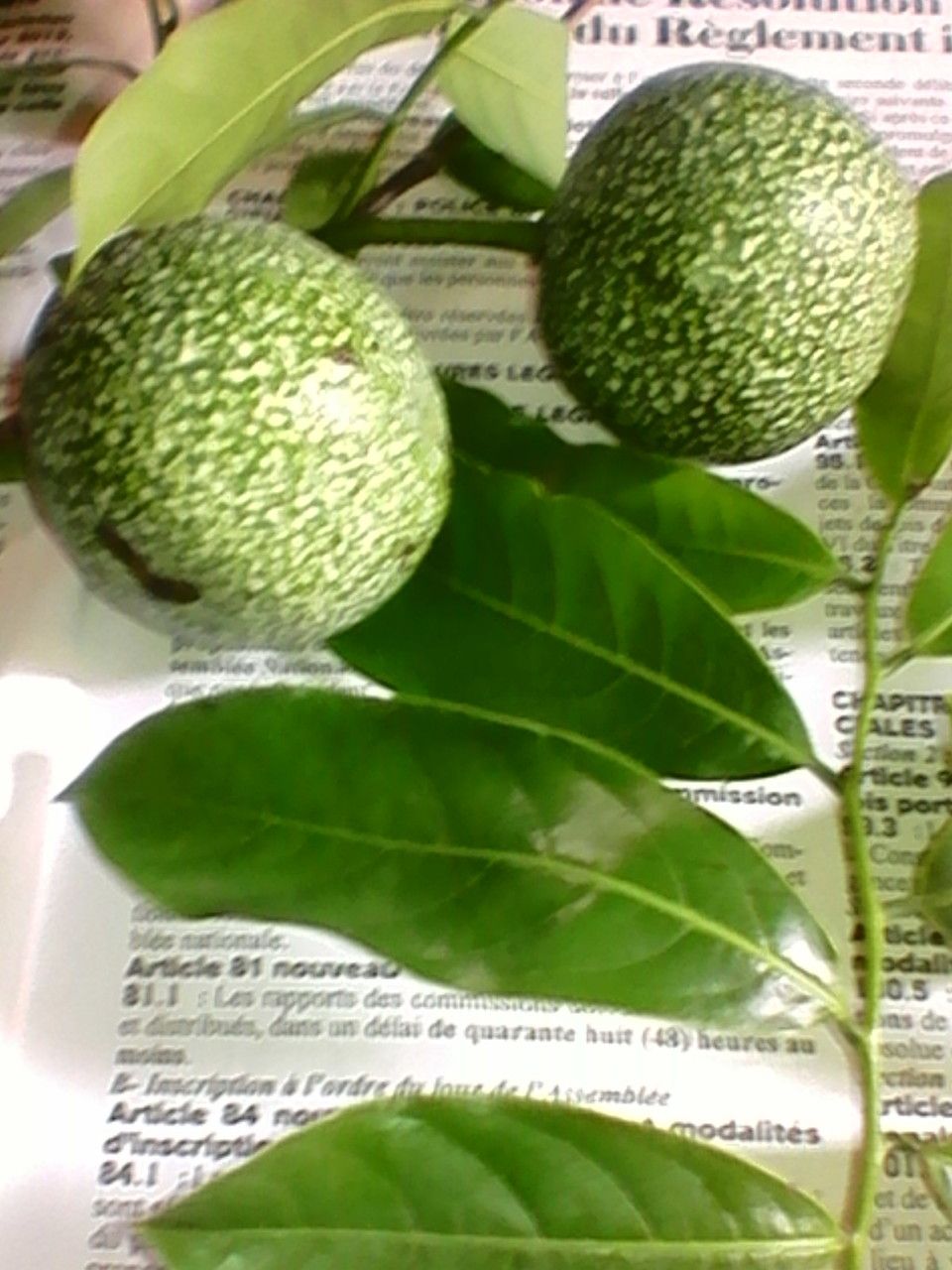 Monodora tenuifolia — search result for 'Annonaceae'