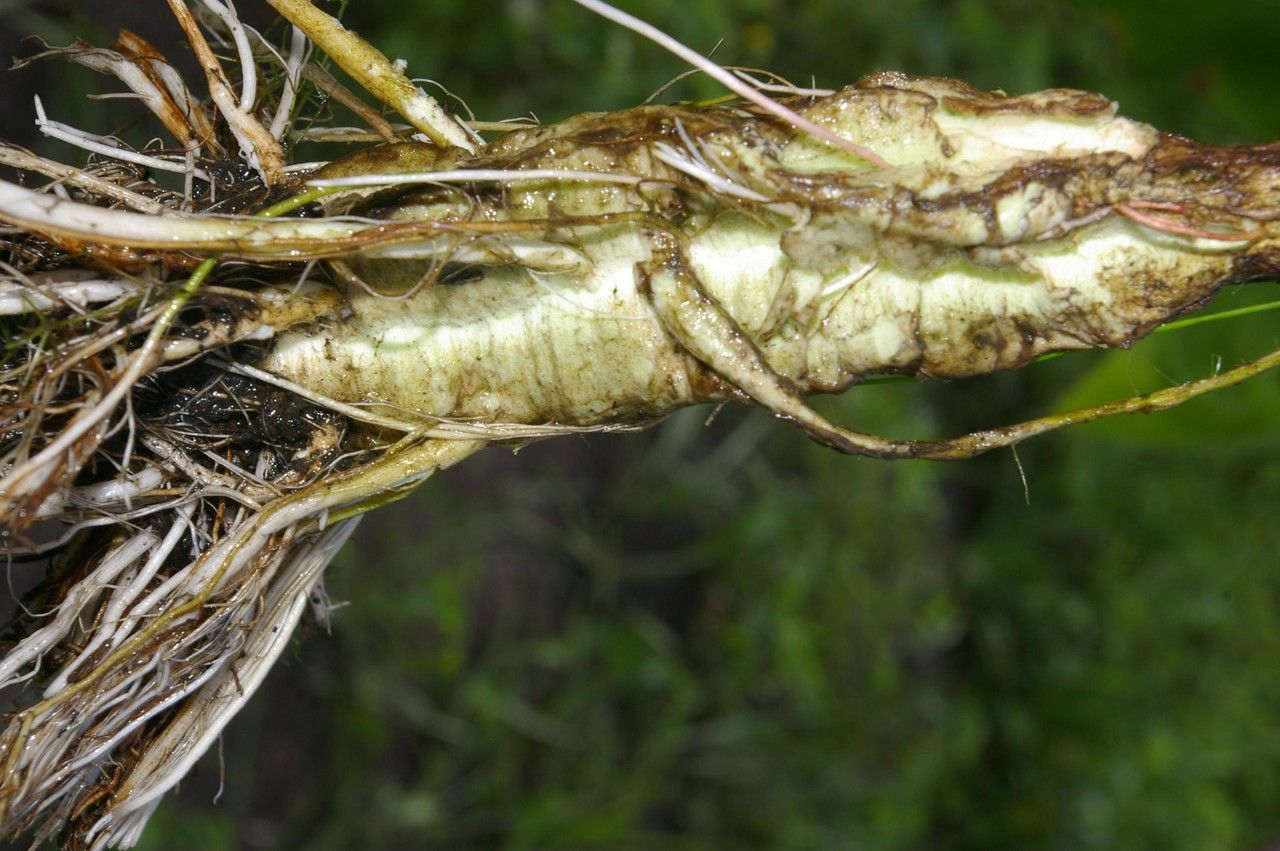 Zanthoxylum setulosum fruit
