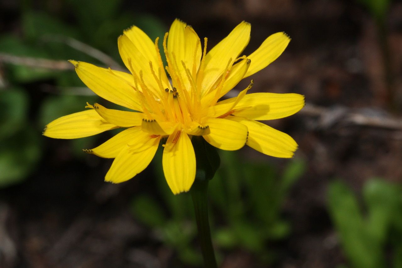 Microseris alpestris flower