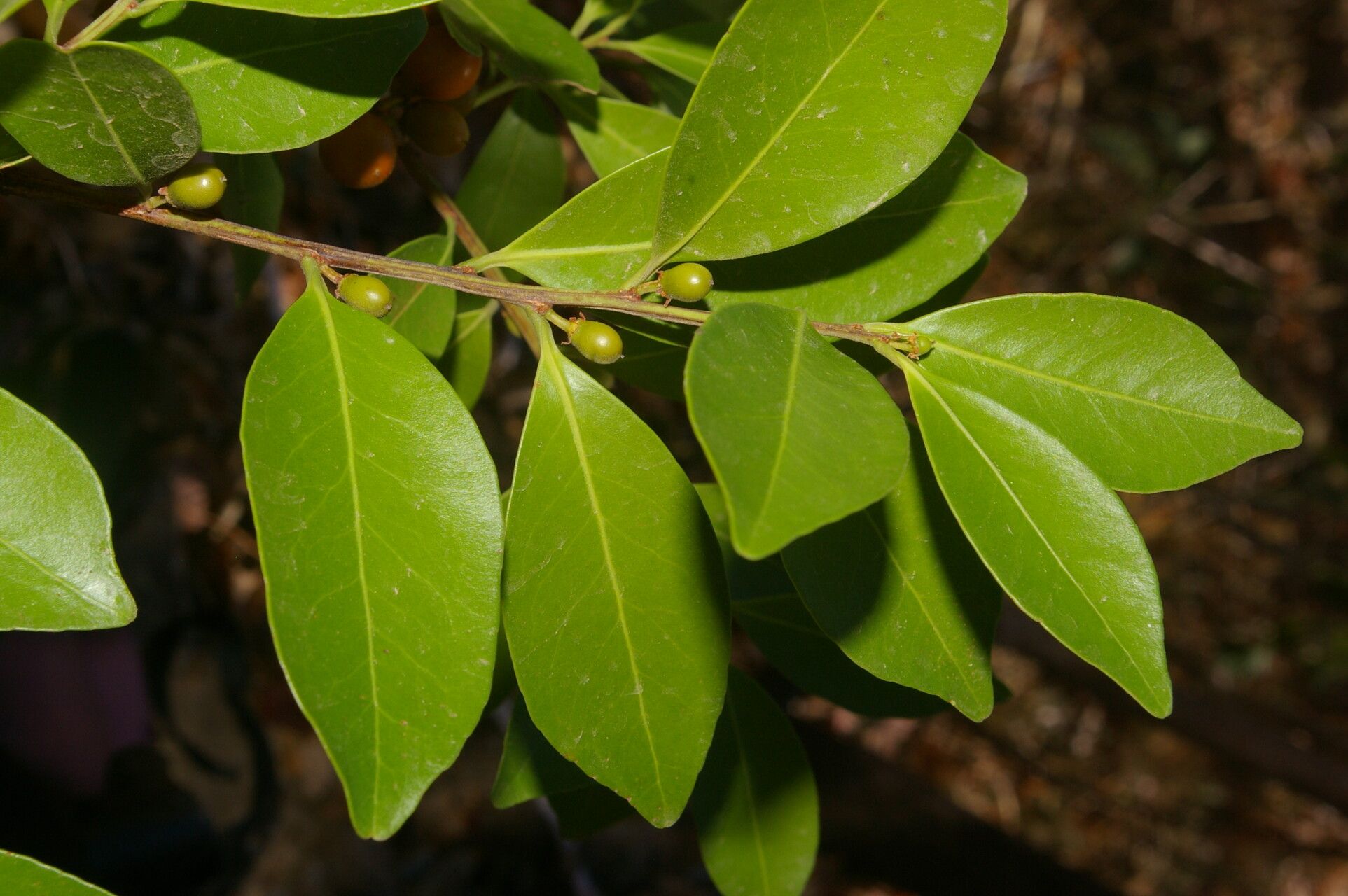 Maytenus segoviarum — houseplant care guide
