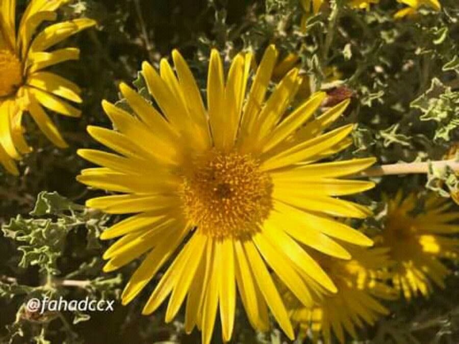 Asteriscus graveolens flower