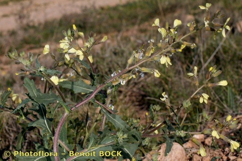 Sisymbrium crassifolium habit