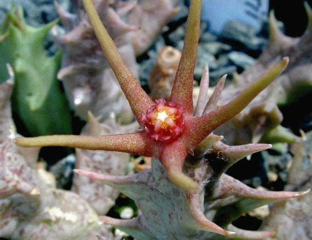 Orbea baldratii — related species from the same genus