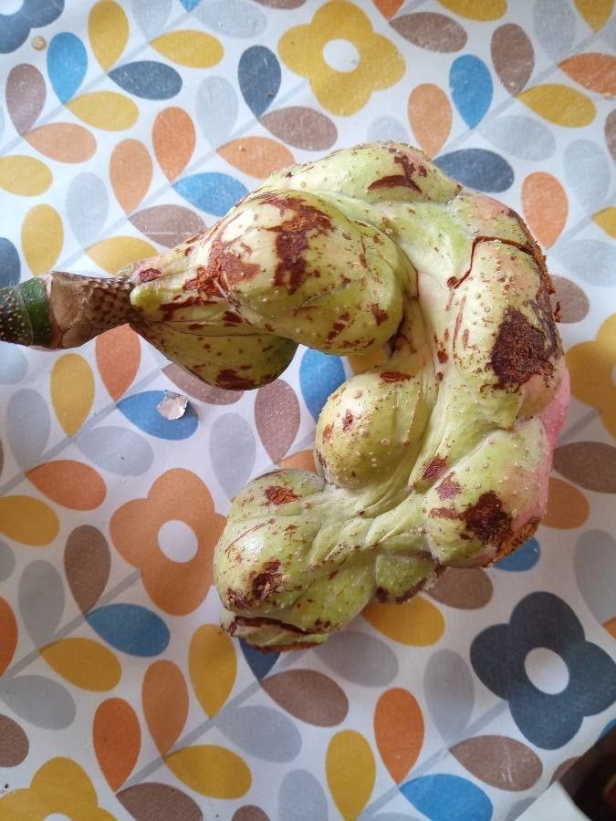 Magnolia × elegantifolia fruit