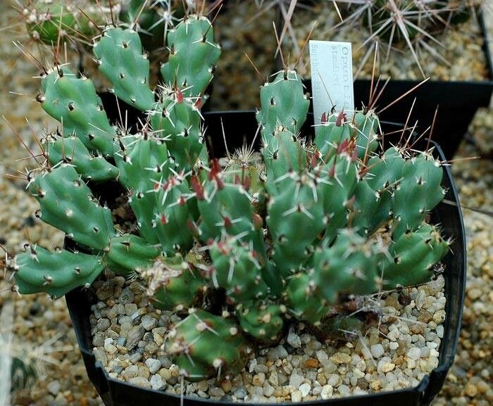 Grusonia emoryi — related species from the same genus