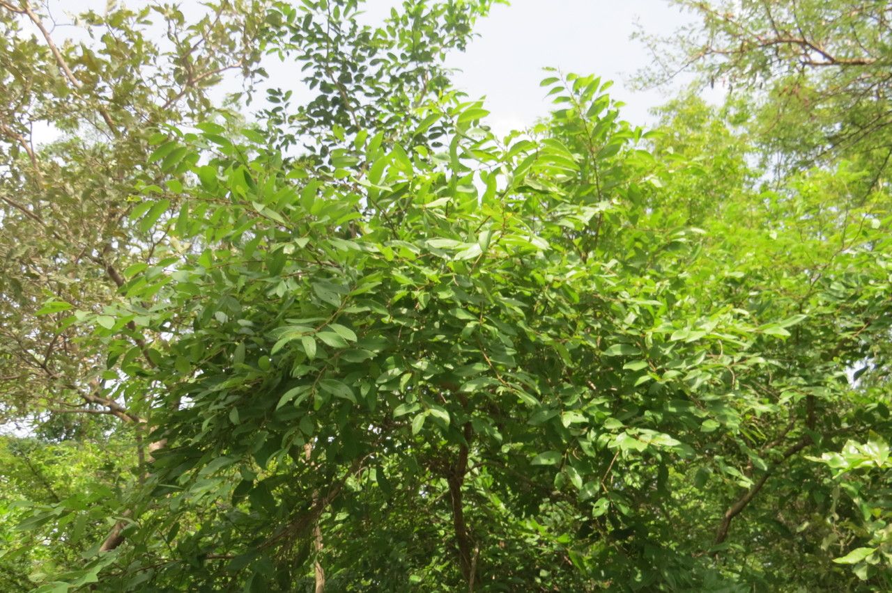 Bridelia ferruginea habit