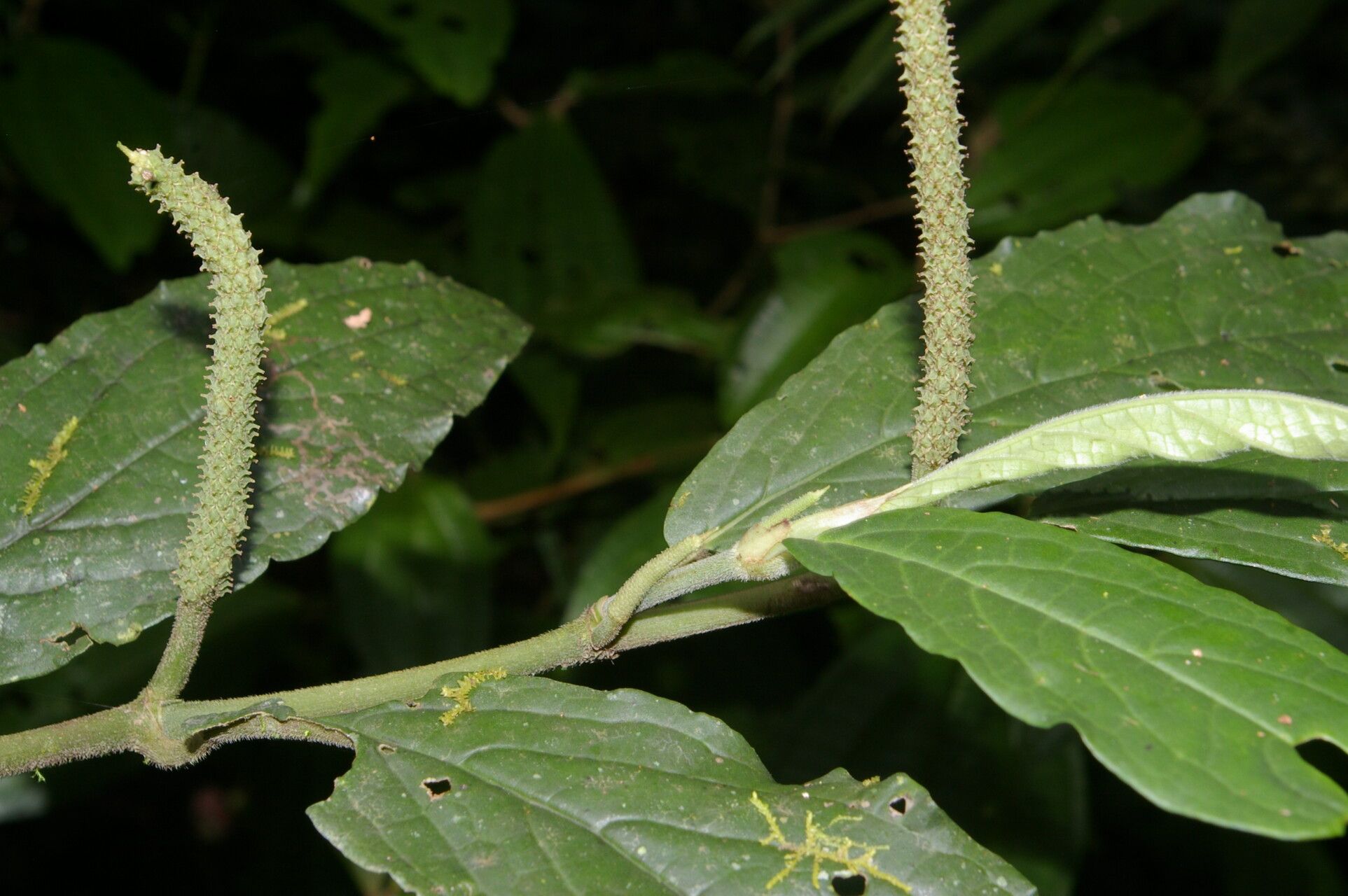 Piper brevistylum habit
