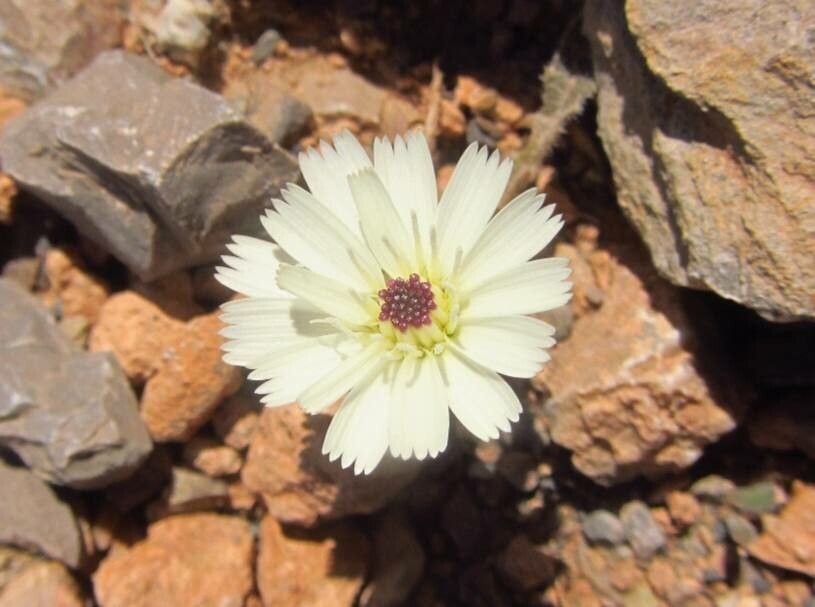 Picris albida — related species from the same genus