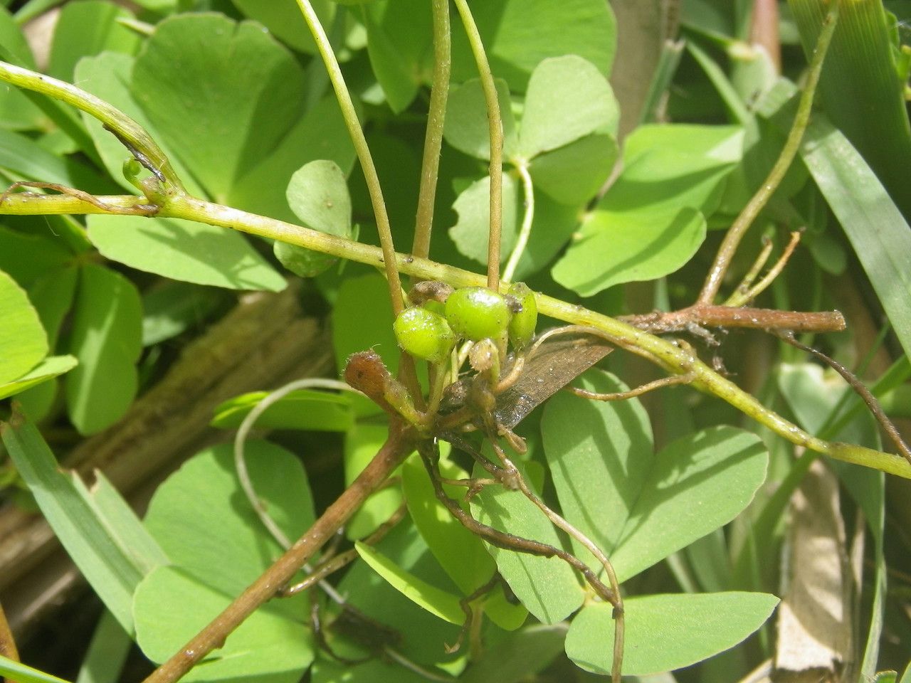 Marsilea minuta fruit