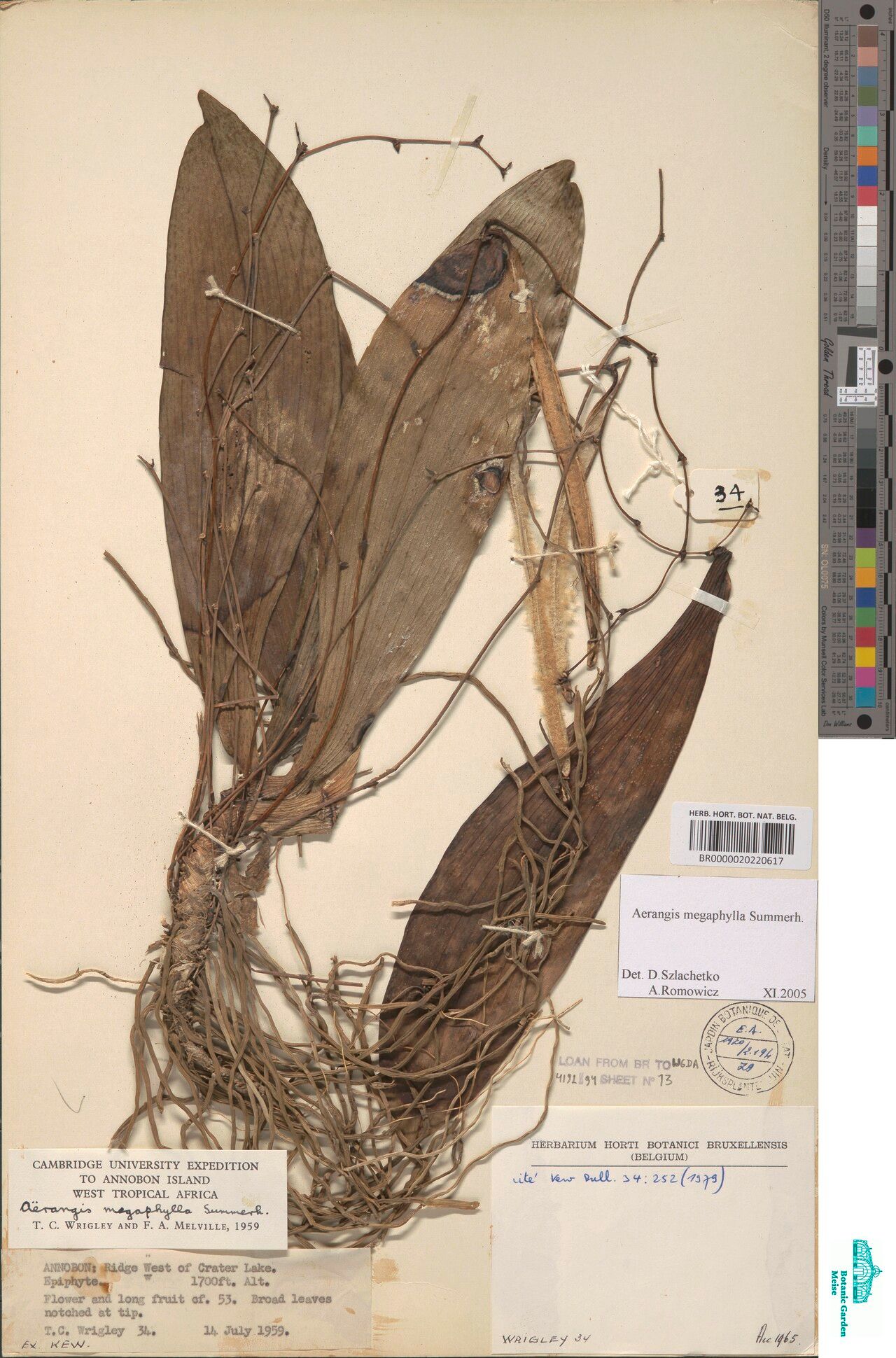 Aerangis megaphylla — search result for 'Aerangis'