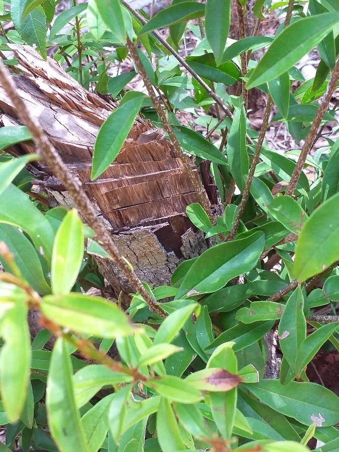 Manilkara sulcata bark
