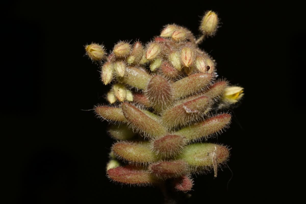 Sedum pubescens fruit