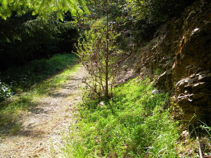 Oxalis suksdorfii habit