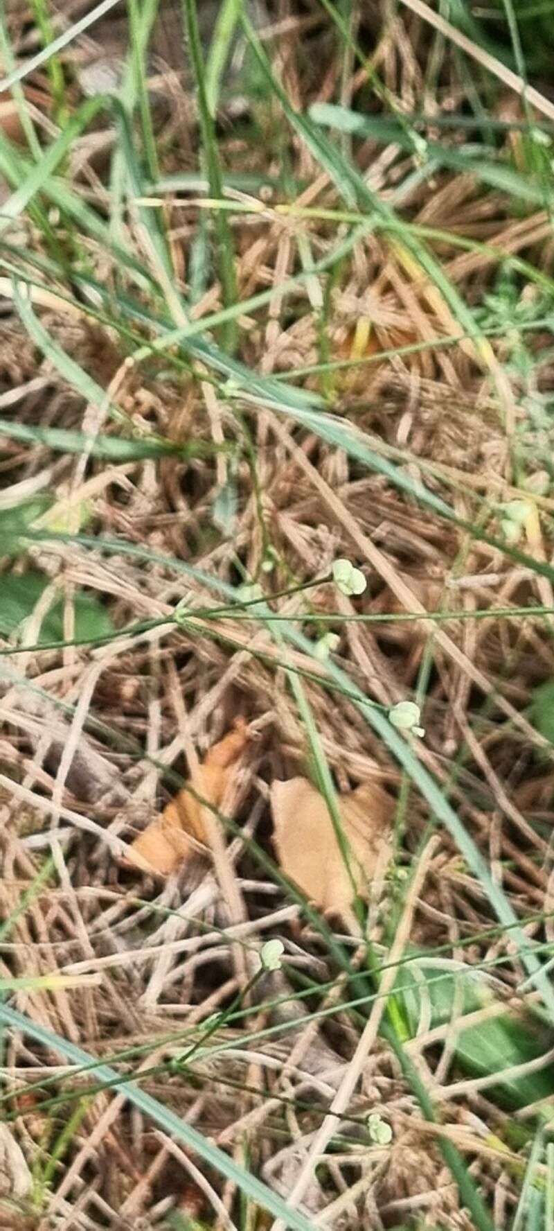 Asperula cynanchica fruit