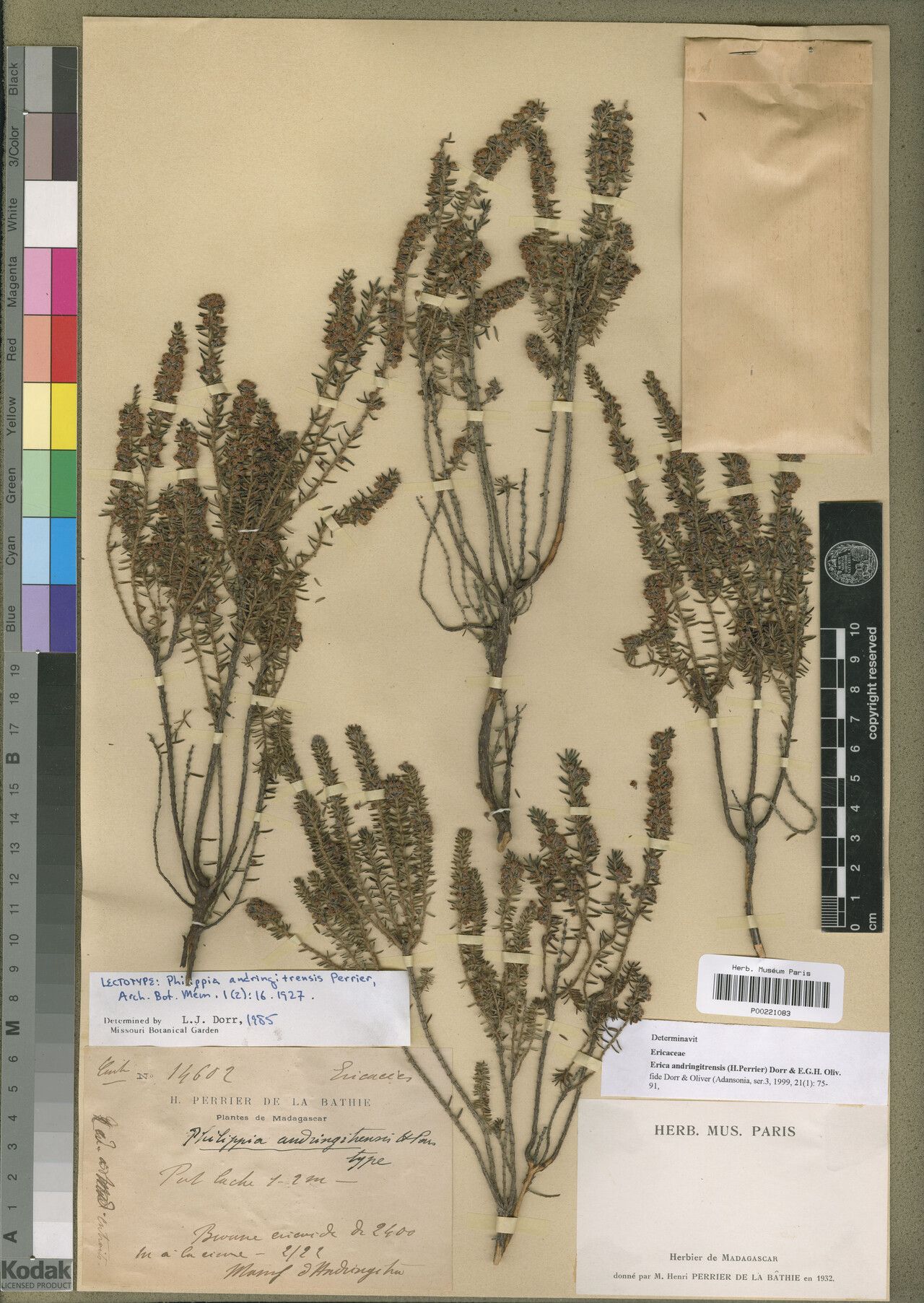 Erica andringitrensis