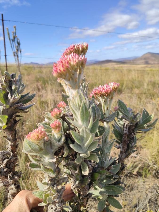 Syncarpha milleflora — related species from the same genus