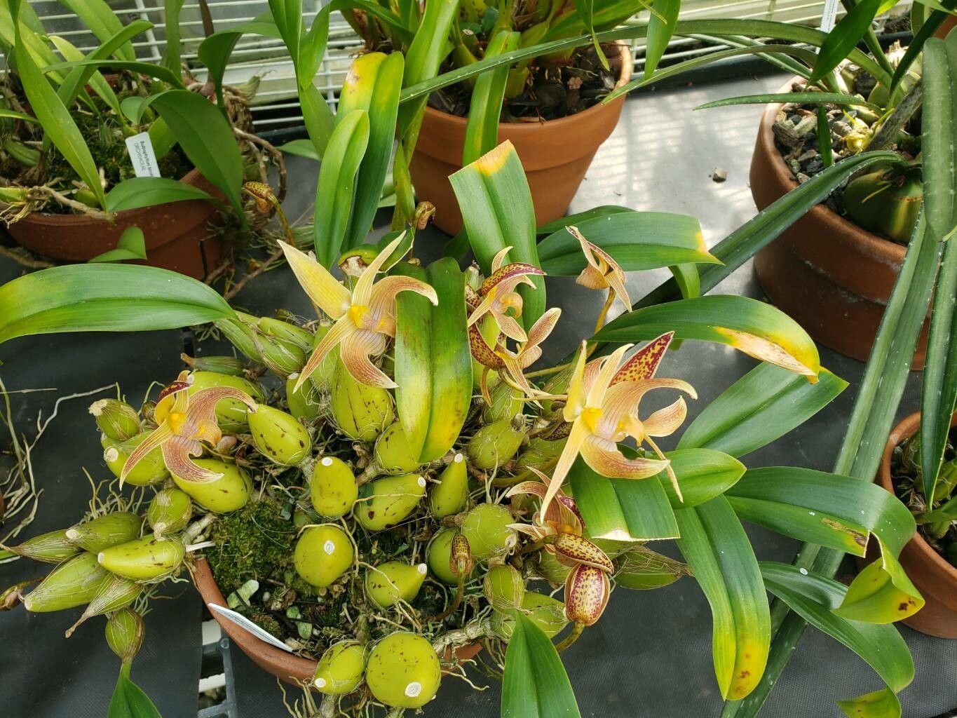 Bulbophyllum facetum habit