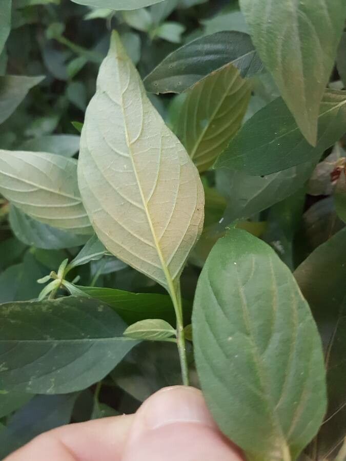 Ruellia bahiensis leaf