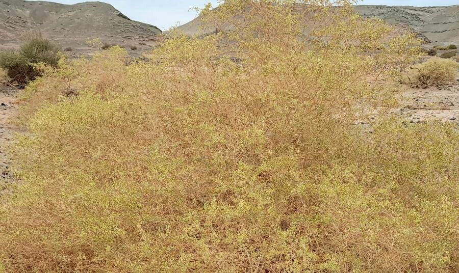 Atriplex deserticola habit