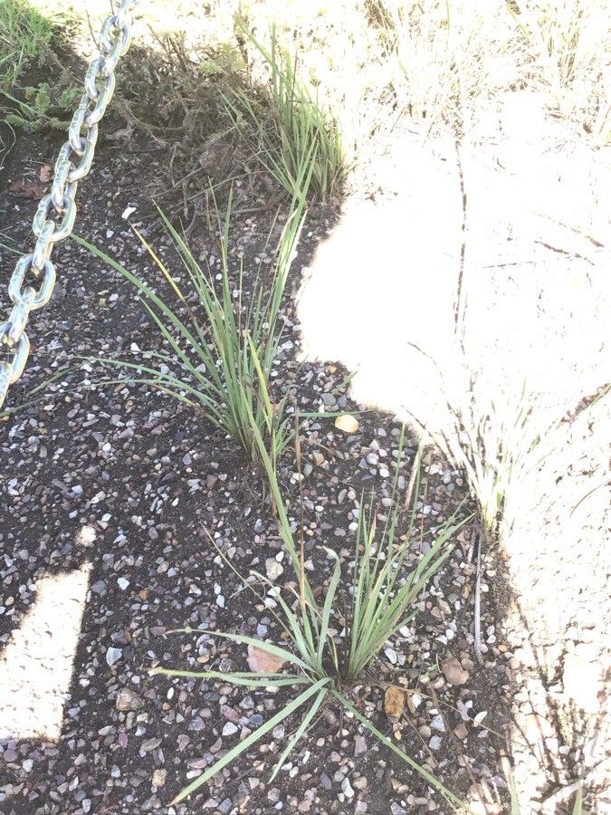 Libertia chilensis — search result for 'Iridaceae'