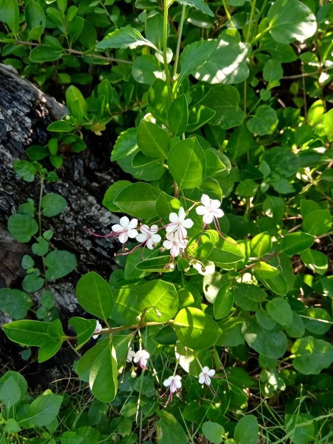 Clerodendrum inerme — search result for 'Clerodendrum'
